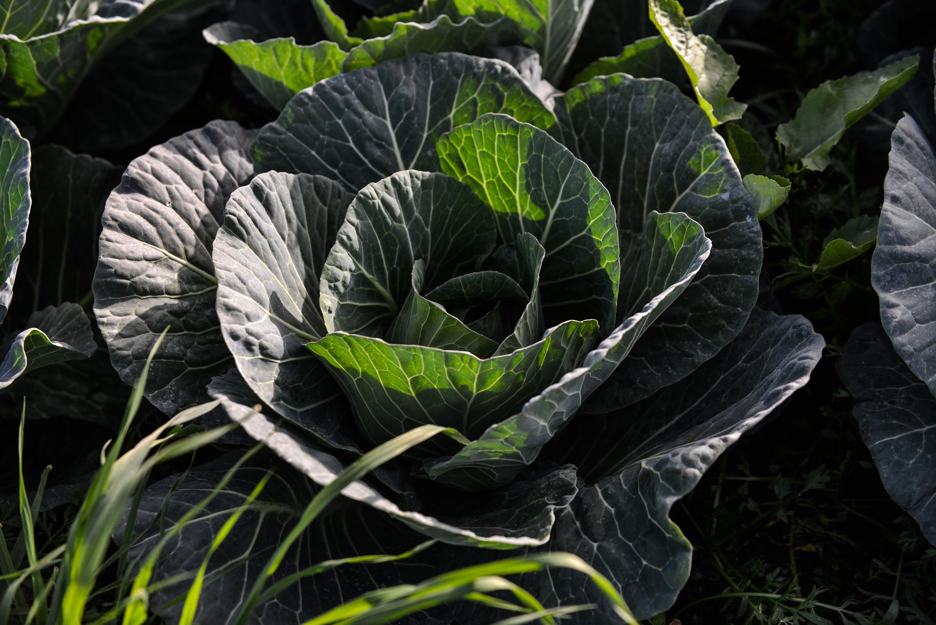 Cabbage in Kenya ADAMA East Africa